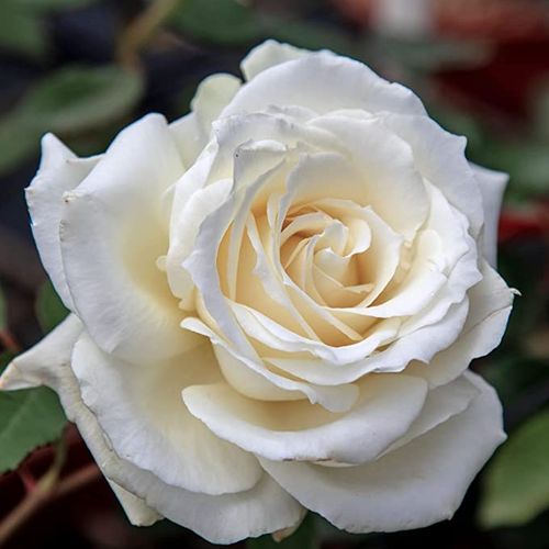 Fehér - Rózsa - Letizia® - Online rózsa vásárlás
